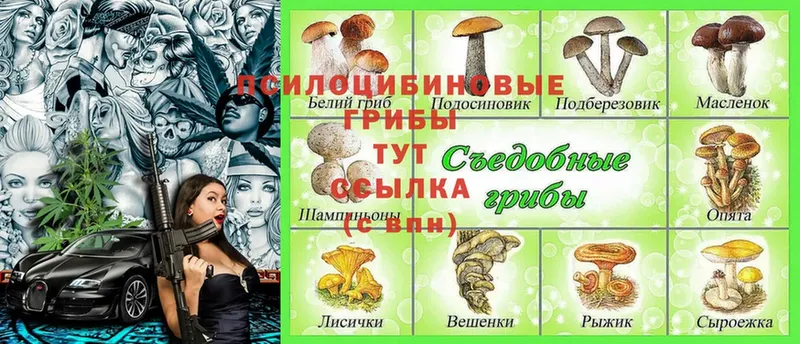 продажа наркотиков  ОМГ ОМГ вход  Галлюциногенные грибы Psilocybe  Качканар 